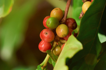 closeup of coffee beans