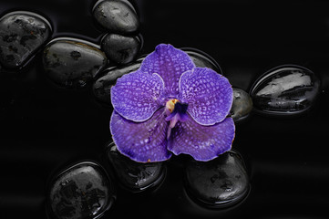 Purple orchid on black stones 