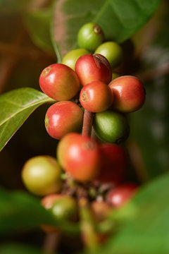 Group of coffee beans on plant branch