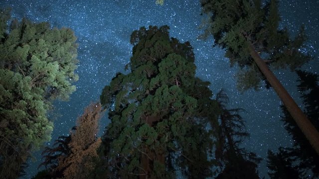 Sequoia Milky Way 10 Grant Grove Kings Canyon Dolly California USA