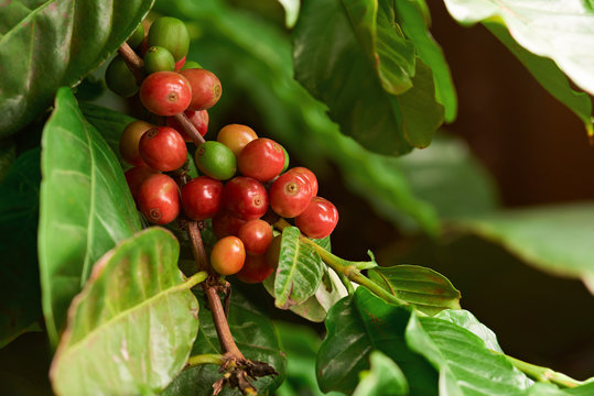 Damaged Coffee Tree Plant