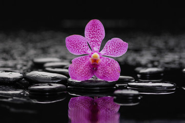 Obraz na płótnie Canvas pink orchid on black stones 