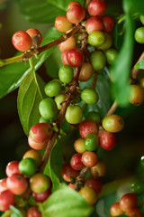 Macro of coffee beans