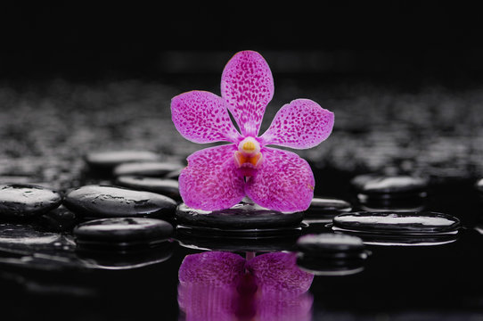 Fototapeta pink orchid on black stones 