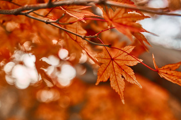 Colorful maple leave in autumn season on natural bokeh background.