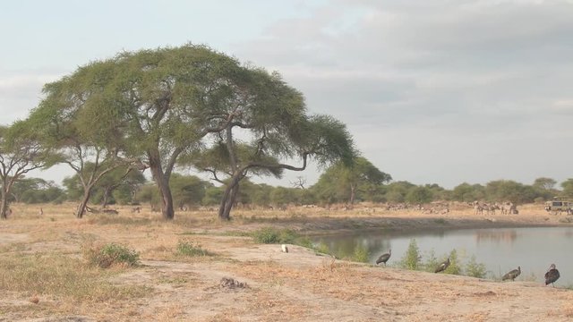 CLOSE UP: Safari animals gathering around water in dry season in African savanna