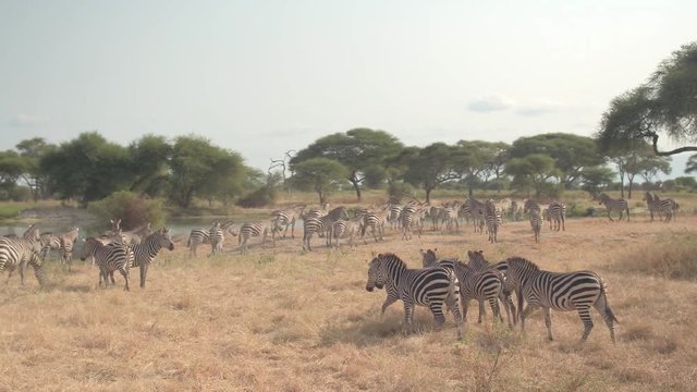 CLOSE UP: Herds of wild zebras running towards fresh water supply in hot savanna