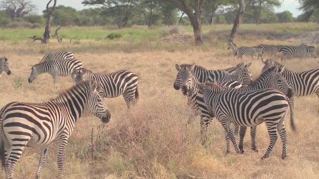 CLOSE UP: Wild zebras in harem in African savannah wilderness waving with tail