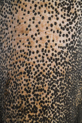 Skin of proboscis elephant