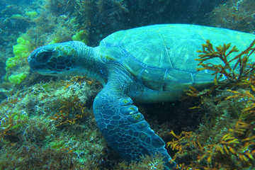 Obraz premium 海中写真