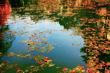 Fototapeta na wymiar Park lake and autumn leaves