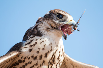 Male saker falcon (Falco cherrug) with his prey after a desert falconry show in Dubai Desert Conservation Centre. Dubai, UAE.