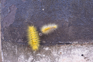 two worm on concrete floor