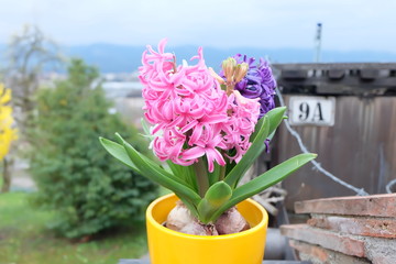 heart flowers