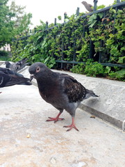 pigeon loves food