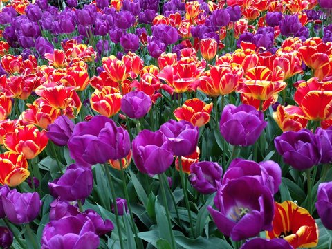 colorful tulibs