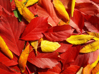 Fall leaves background