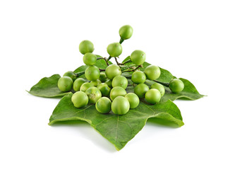 Solanum torvum on white background