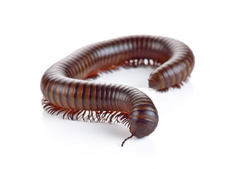 Millipede, Myriapoda isolated on white background