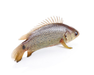 Climbing perch fish isolated on white background