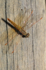 Dragonfly,Insects,dragonfly of Thailand.
