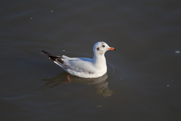 seagull swimming at the sea