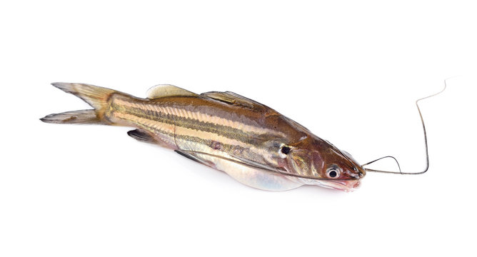 fish (Hemibagrus wyckioides, Bagridae) on white