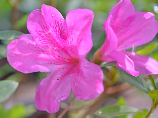 Fototapeta na wymiar Blooming Pink Rhododendron (Azalea) Afer Rain, close-up, selecti