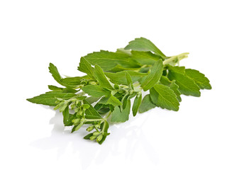 fresh green Stevia rebaudiana leaves on  white background