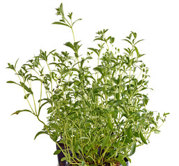 fresh green Stevia rebaudiana leaves on pure white background