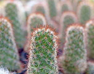 Cactus background selected focus point