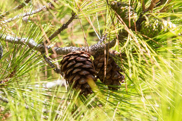 Beautiful green pine branch with a bump on sunlight and greens background