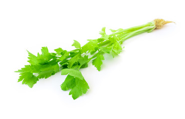 Closeup fresh celery on white background, Raw material for make
