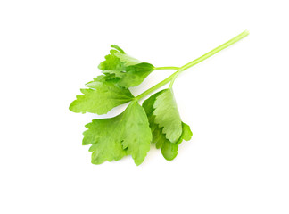 Celery leaf on white background