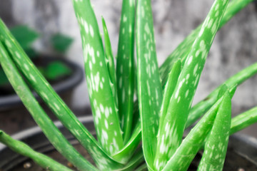 Obraz premium Closeup aloe vera in pot