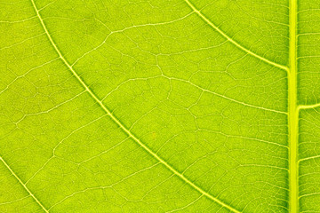 Leaf texture, leaf background for design with copy space for text or image. Leaf motifs that occurs natural.