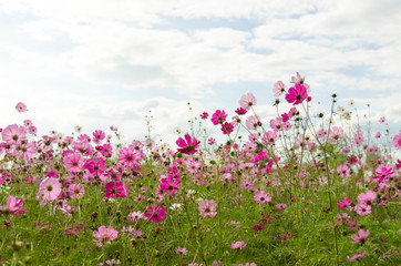 Red  and pink for cosmos flowers in the garden; select and soft