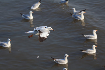 seagull flying on the sky at the sea
