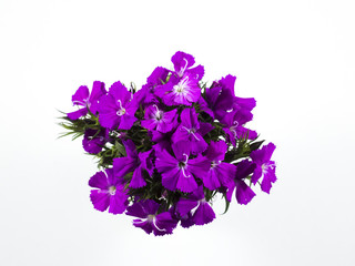Beautiful purple flowers on white background.