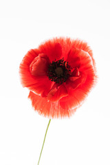 poppy flower