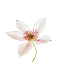 Fototapeta na wymiar clematis flower isolated