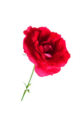 red rose isolated