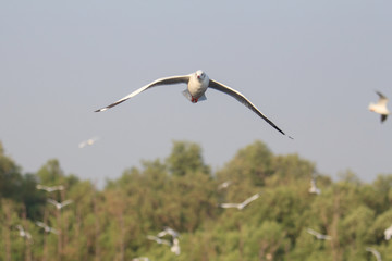 seagull flying on the sky at the sea