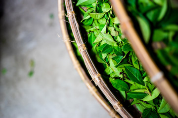 Asia culture concept image - top eye view of fresh organic tea bud & leaves on bamboo basket in...