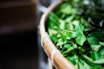 Naklejka premium Asia culture concept image - view of fresh organic tea bud & leaves on bamboo basket in Taiwan, the process of tea making