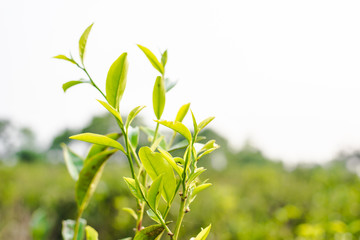 Asia culture concept image - view of fresh organic tea bud & leaves plantation, the famous Oolong tea area under sunrise and morning blue bright sky in Taiwan
