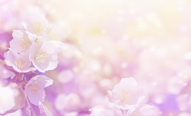 Fototapeta na wymiar Spring gentle background with bright blooming jasmine