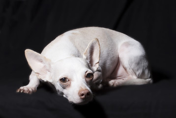Chihuahua Portrait