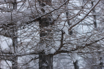 Winter larch