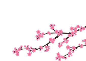 Cherry blossom flowers background. Sakura  pink flowers  backgro